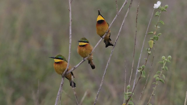 Little Bee-eater - ML602190661