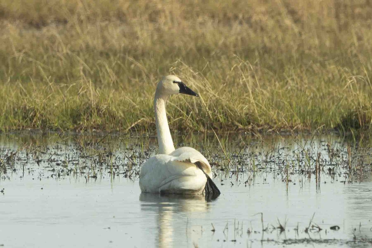 Tundra Swan (Whistling) - ML602195381