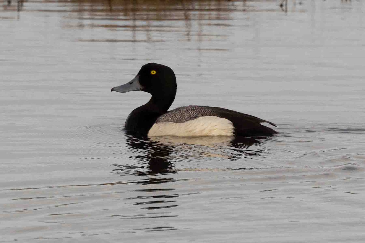 Greater Scaup - ML602195591