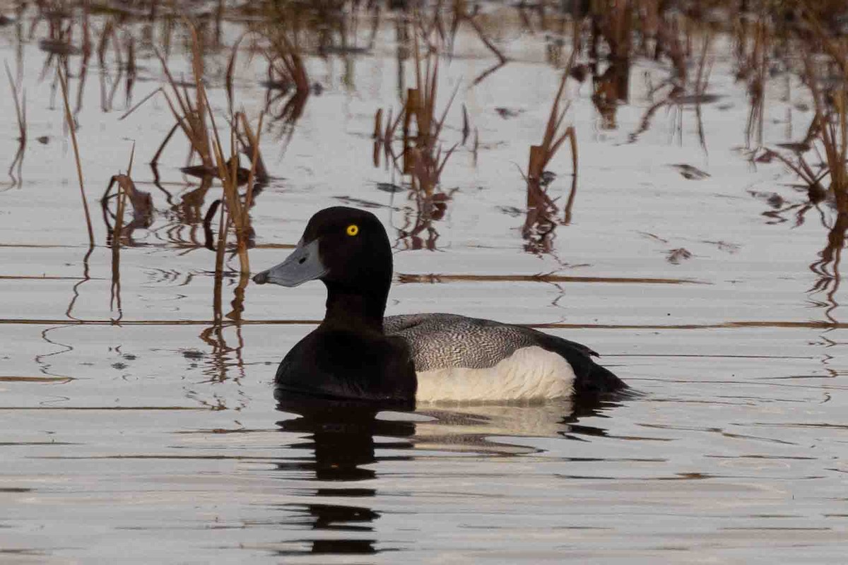 Greater Scaup - ML602195601