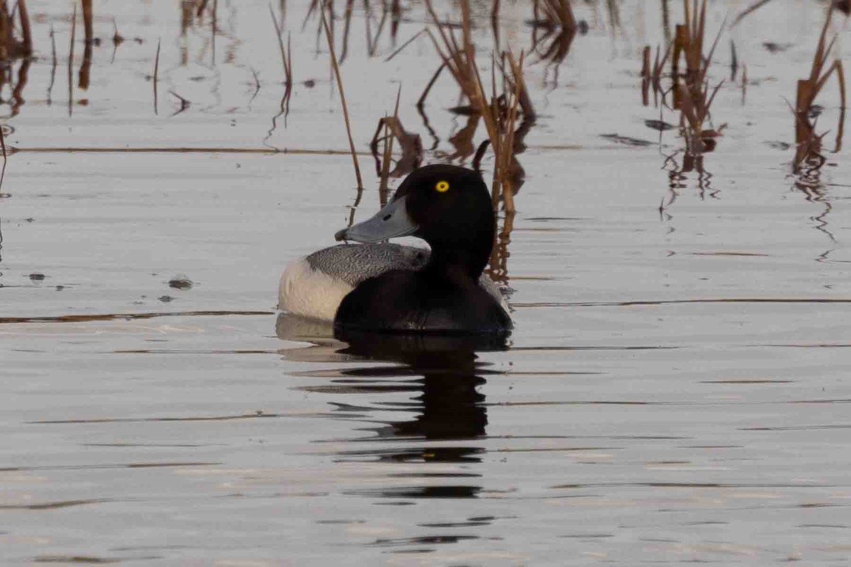 Greater Scaup - ML602195611