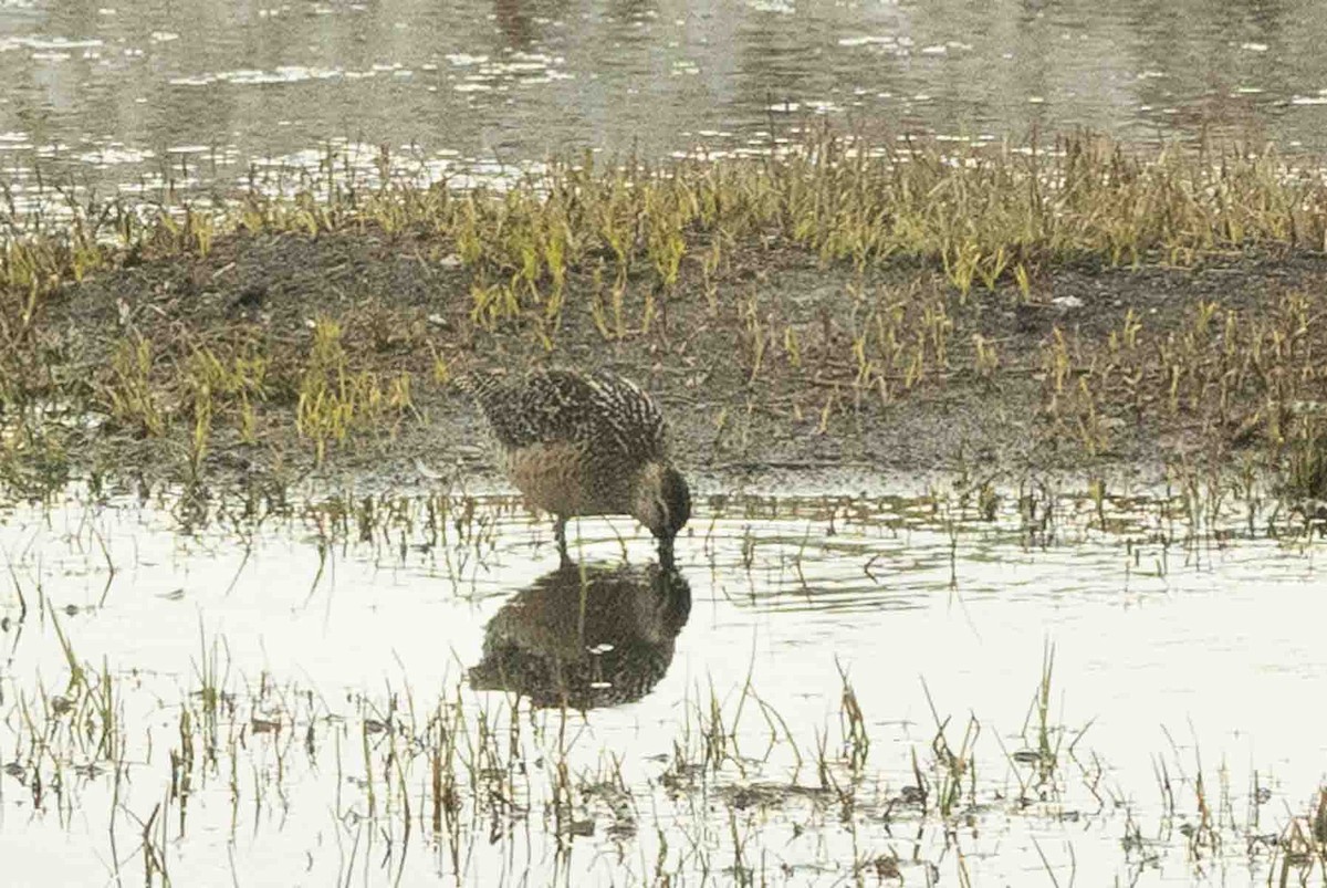 Long-billed Dowitcher - ML602196281