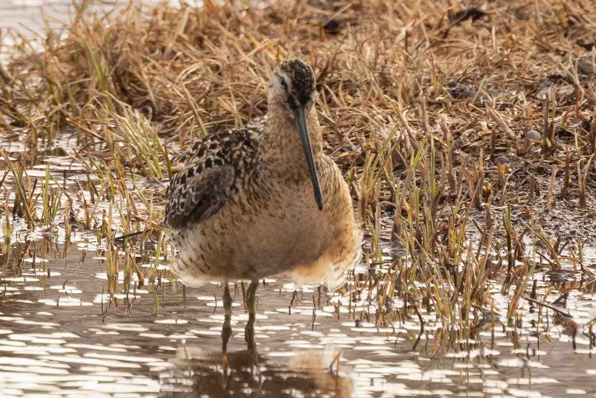 Long-billed Dowitcher - ML602196291