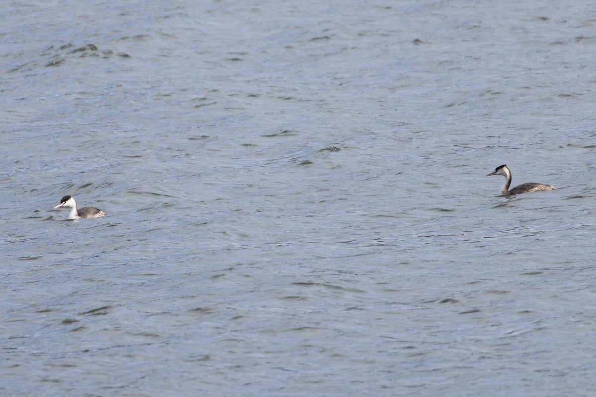 Great Crested Grebe - ML602204421