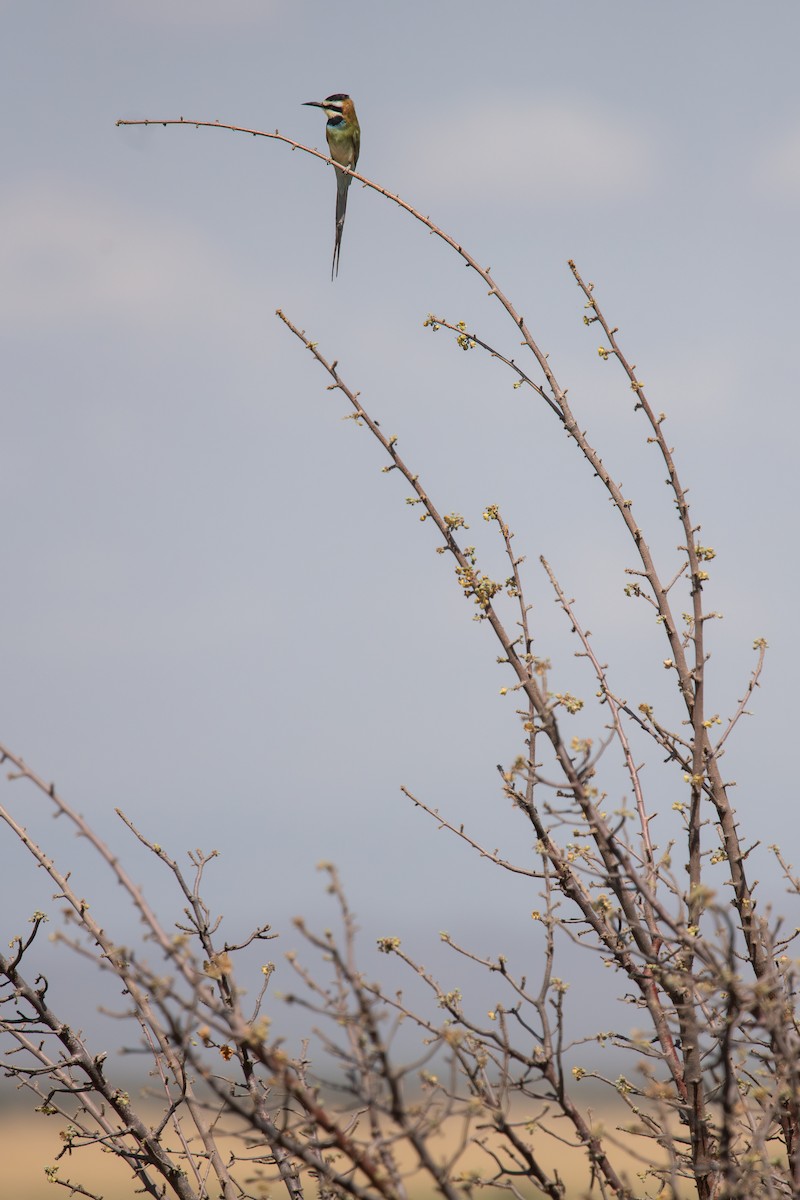 White-throated Bee-eater - ML602214681