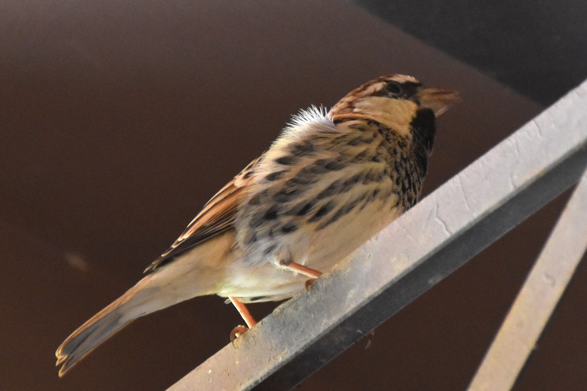 Spanish Sparrow - ML602223461
