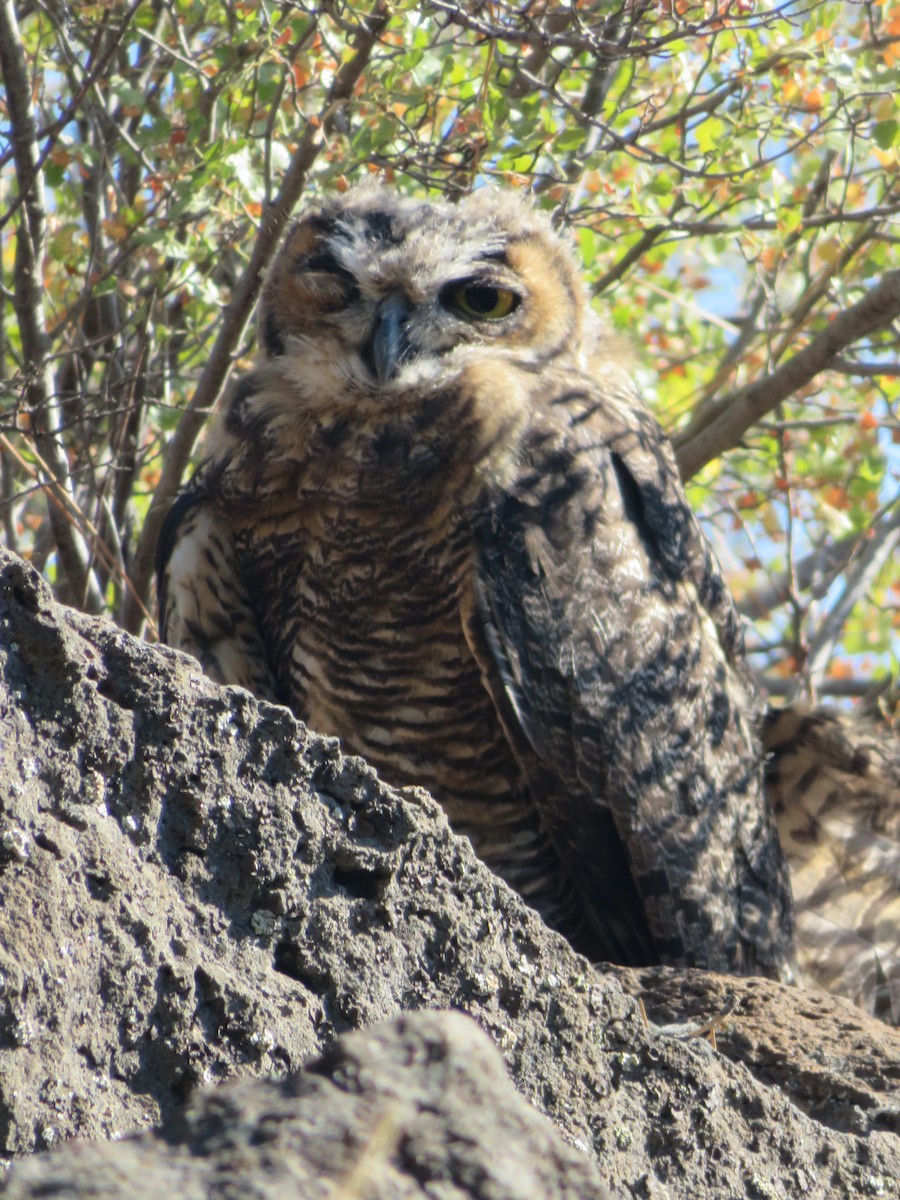 Great Horned Owl - ML602226871