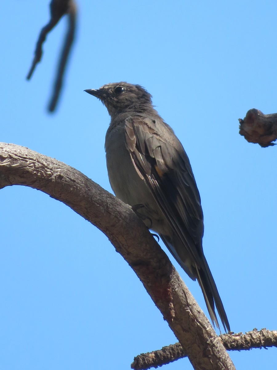 Townsend's Solitaire - ML602227011
