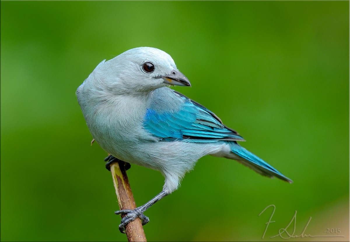 Blue-gray Tanager - ML602227781