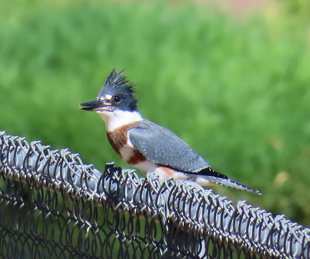 Belted Kingfisher - ML602228651