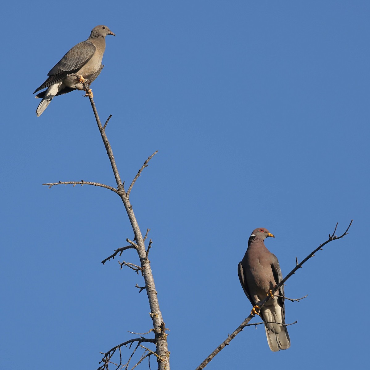 Band-tailed Pigeon - ML602231781