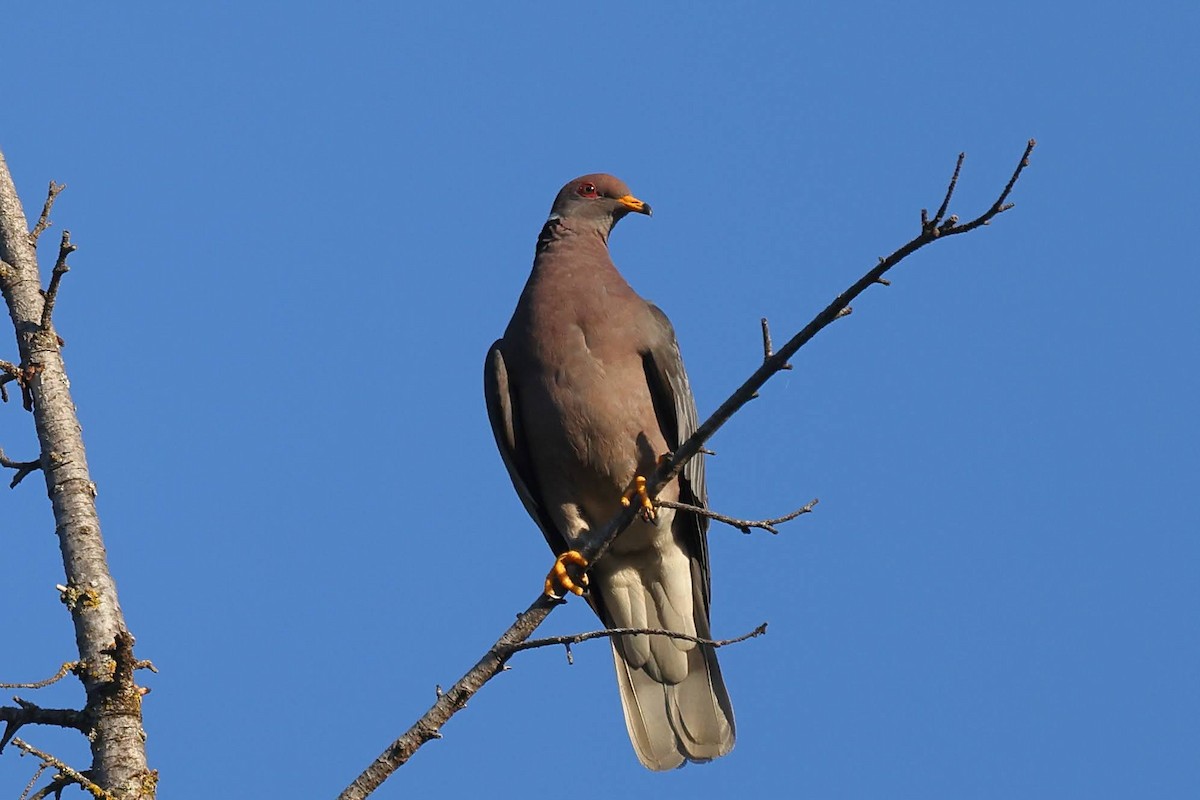 Band-tailed Pigeon - Keith Leland