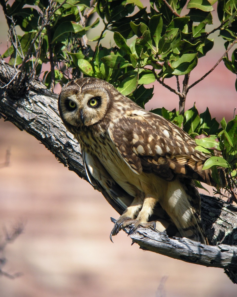 Short-eared Owl - ML602232411