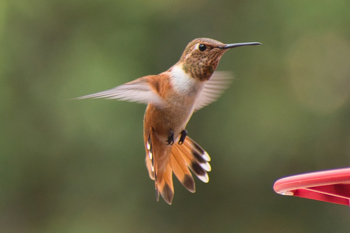 Rufous Hummingbird - ML602232561