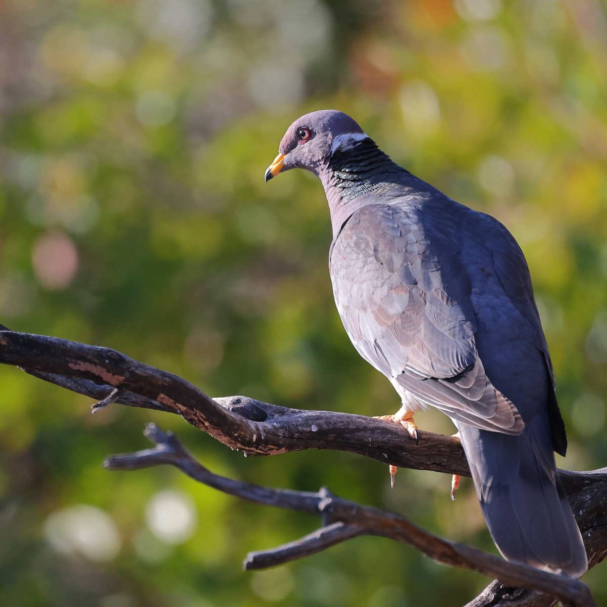 Band-tailed Pigeon - ML602232761
