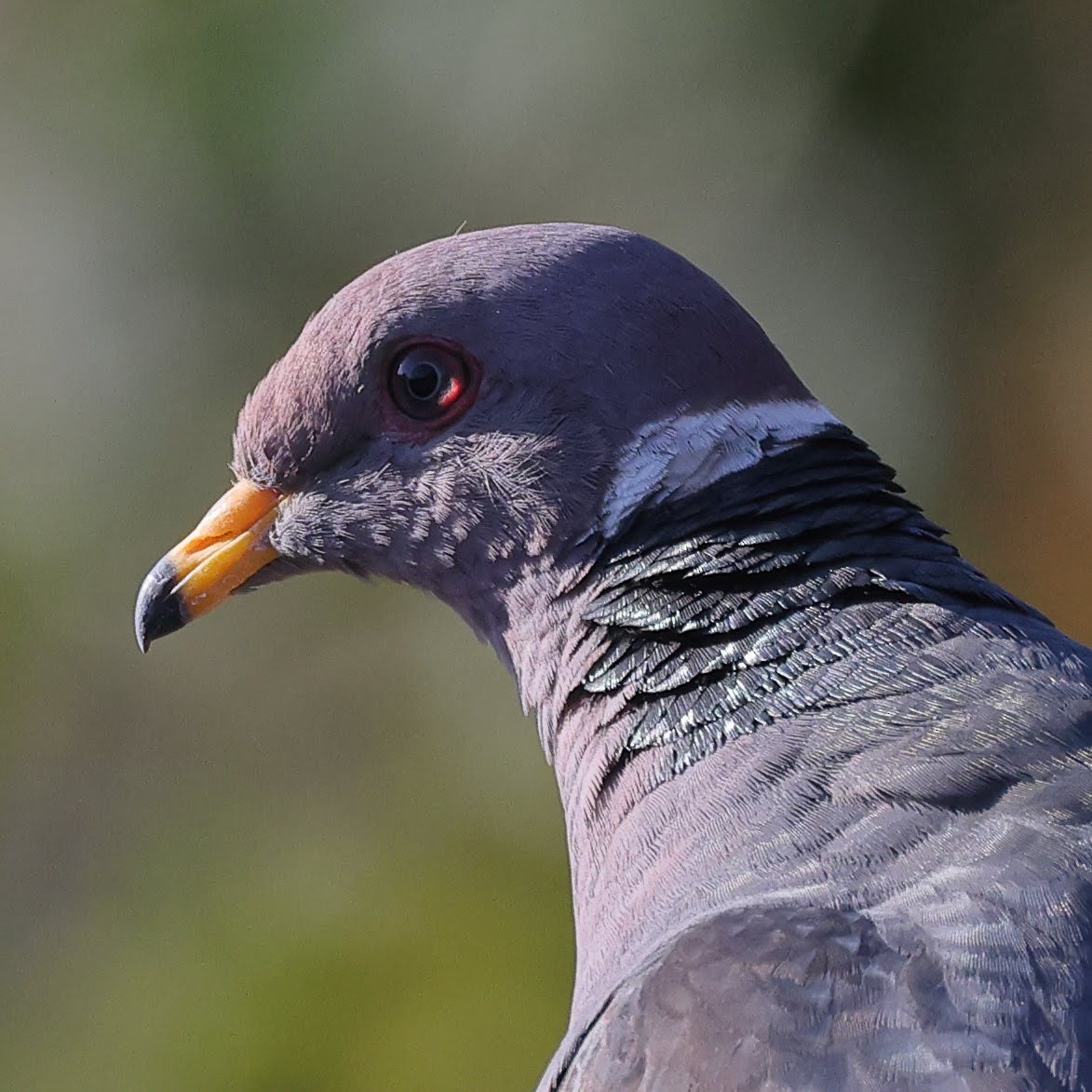 Band-tailed Pigeon - Keith Leland