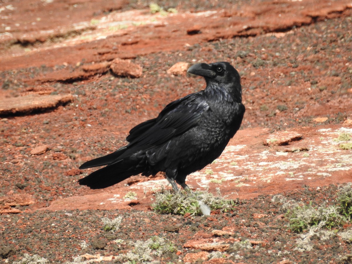 Common Raven - ML602233621