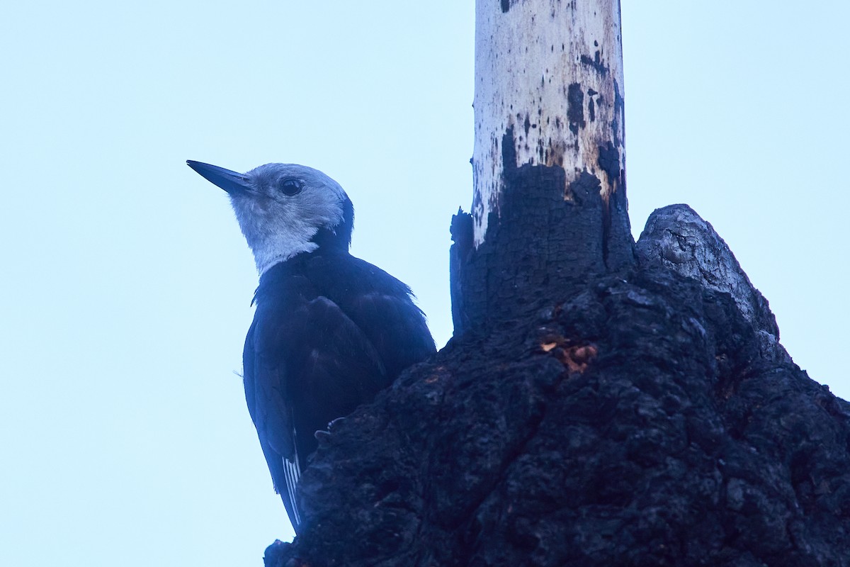 White-headed Woodpecker - Mark Stackhouse