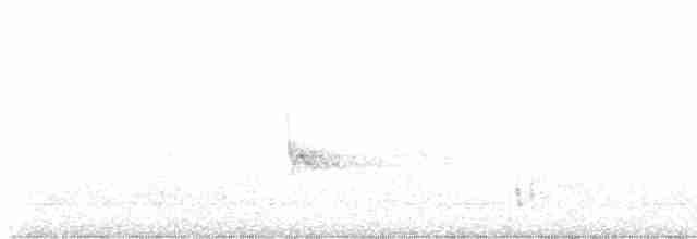 Пересмішник білочеревий - ML602236921