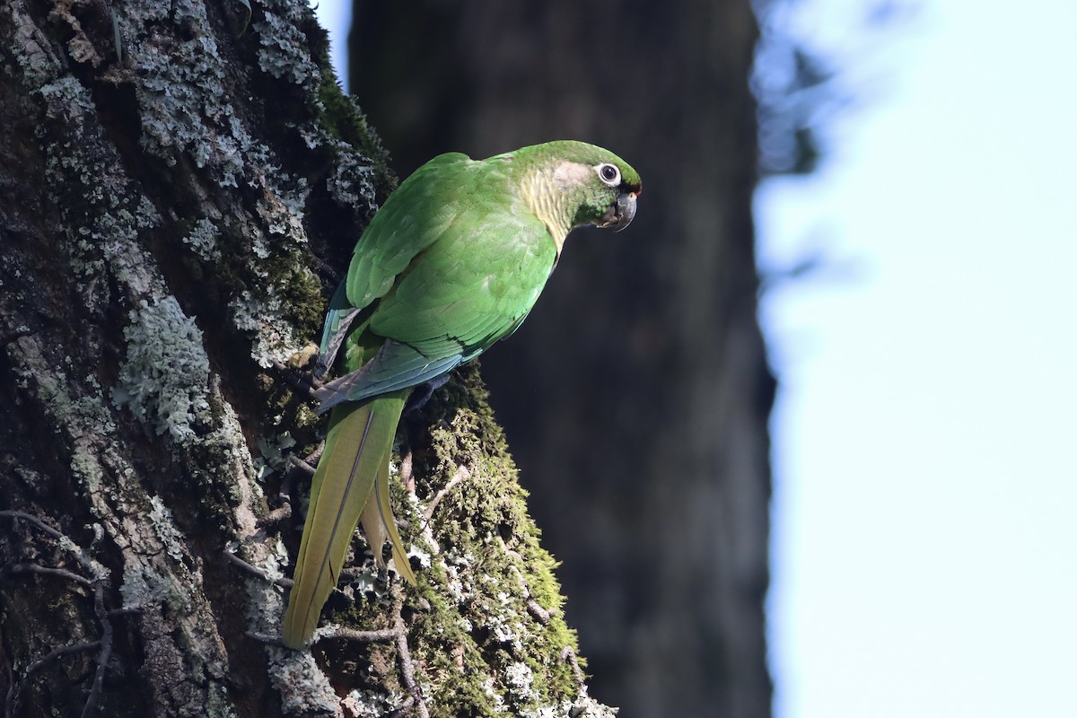 Maroon-bellied Parakeet (Green-tailed) - ML602237661