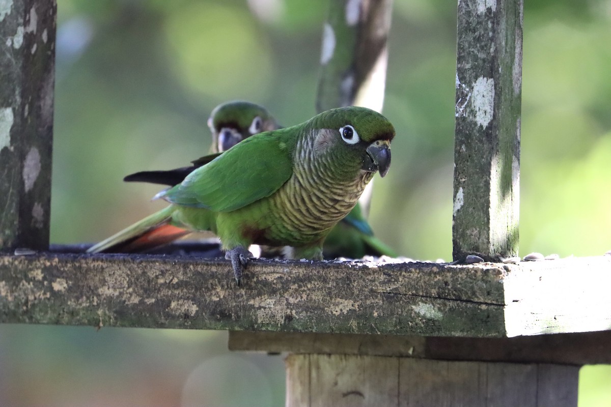 Maroon-bellied Parakeet (Green-tailed) - ML602237931