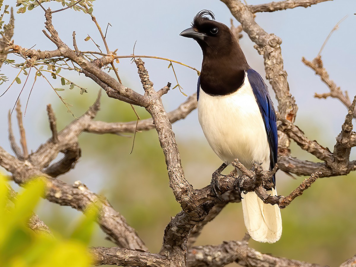 Curl-crested Jay - Cyanocorax cristatellus - Birds of the World