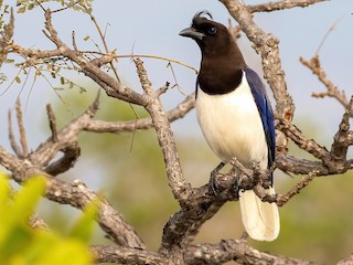  - Curl-crested Jay