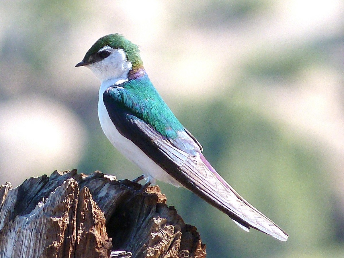 Violet-green Swallow - Kenneth Stinchcomb