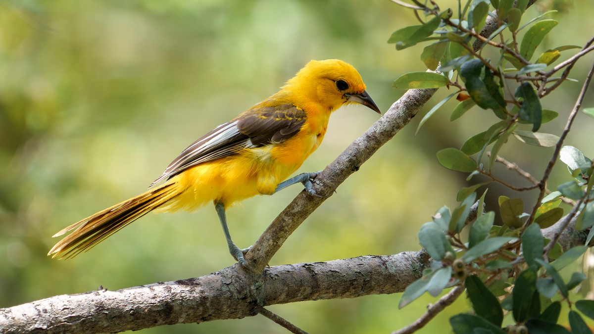 Spot-breasted Oriole - ML602248761