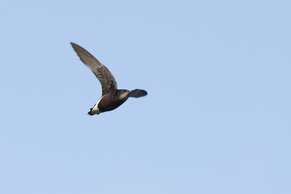 Silver-backed Needletail - Elson Chen