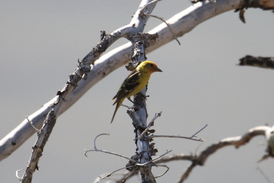 Western Tanager - ML602250591