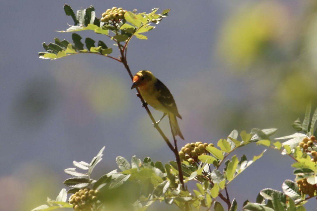 Western Tanager - ML602250621
