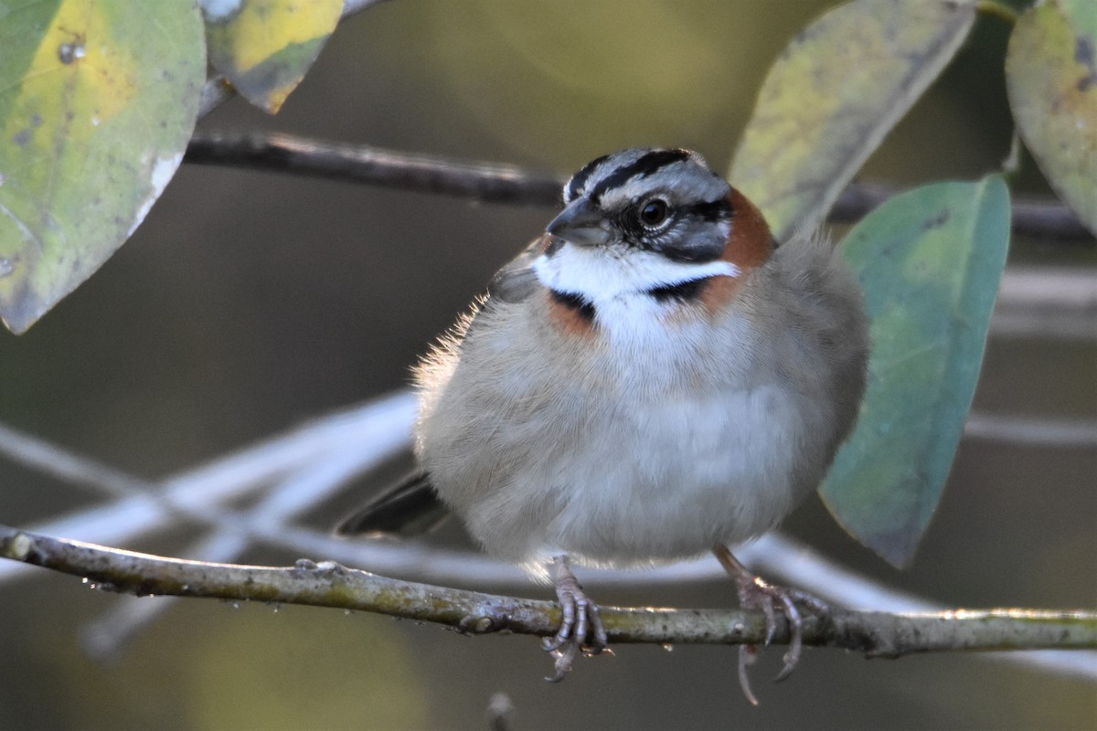 Rufous-collared Sparrow - ML602251741