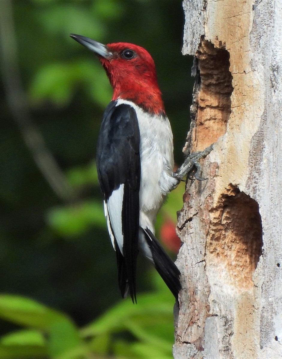 Red-headed Woodpecker - ML602255961