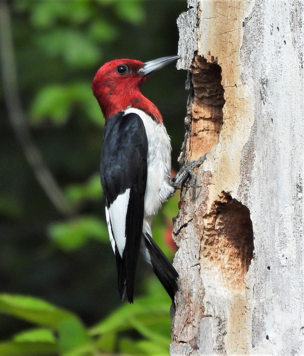 Red-headed Woodpecker - ML602255971