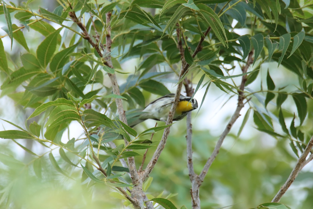Yellow-throated Warbler - Randy Hesford