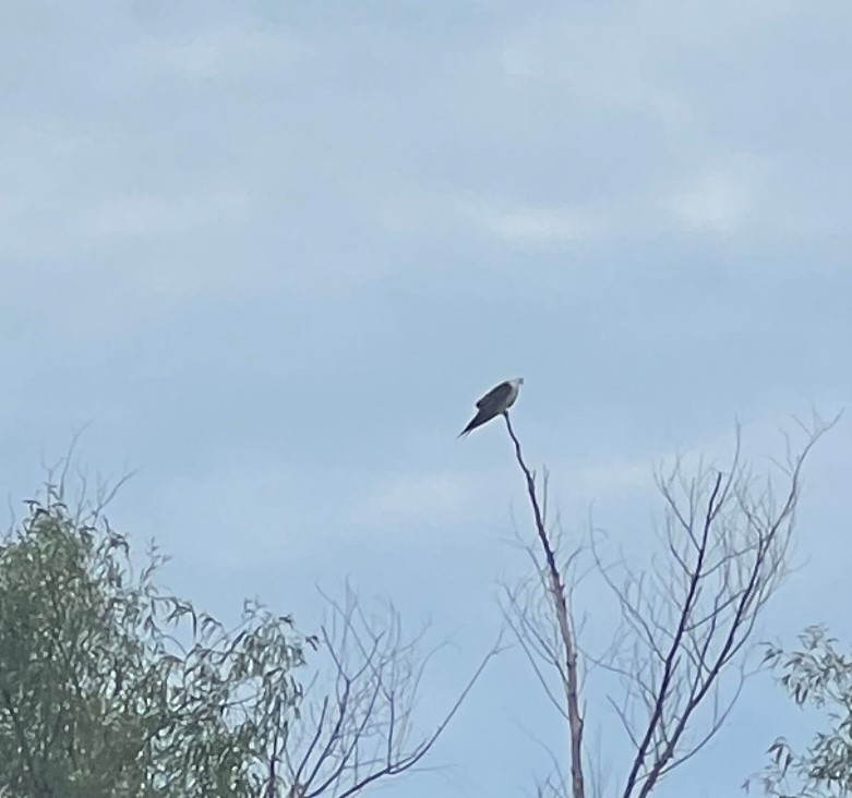 Swallow-tailed Kite - ML602258811