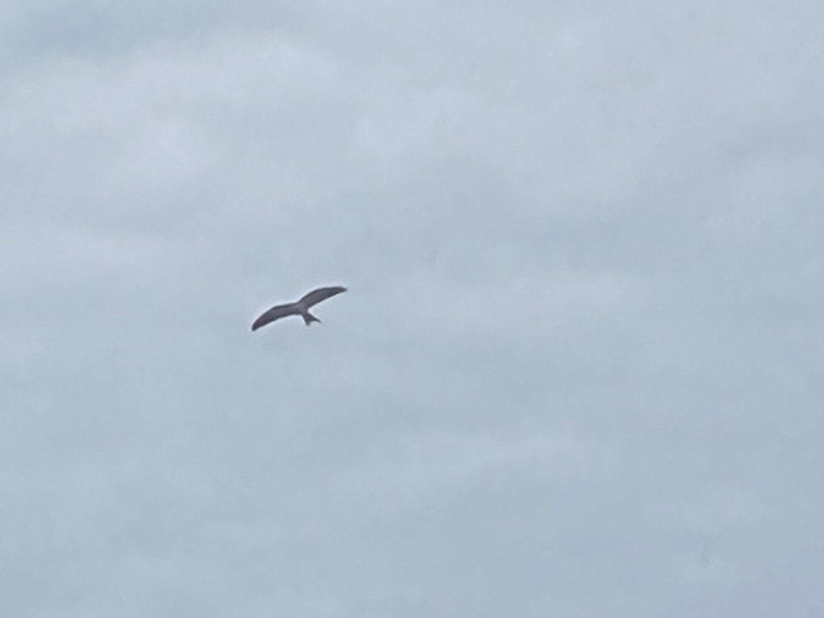 Swallow-tailed Kite - ML602258821