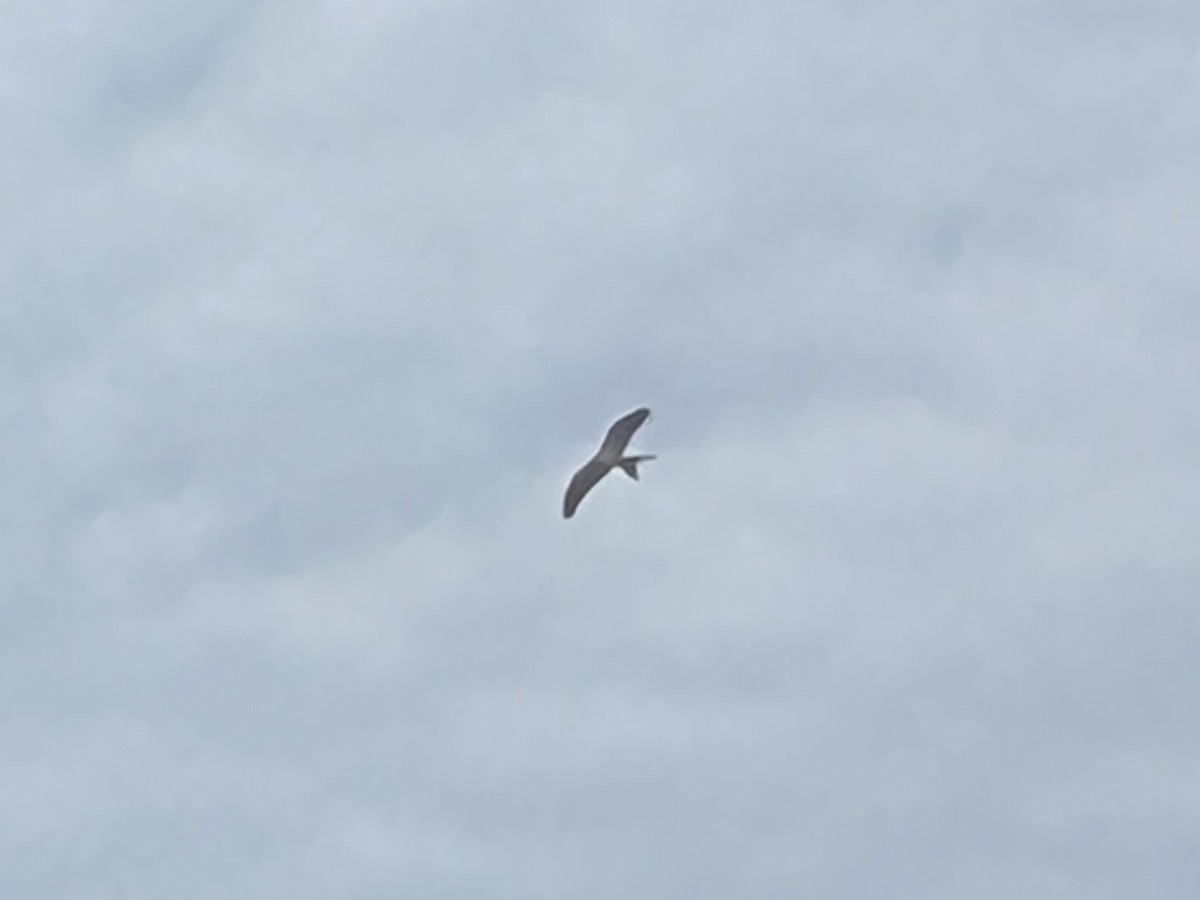 Swallow-tailed Kite - ML602258831