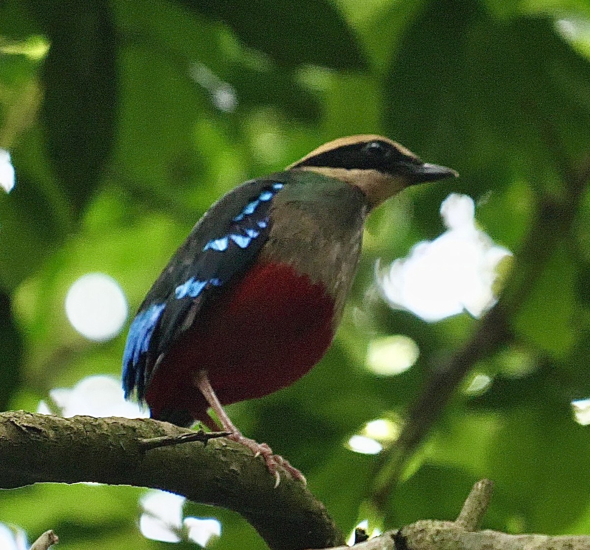 Green-breasted Pitta - ML602259831