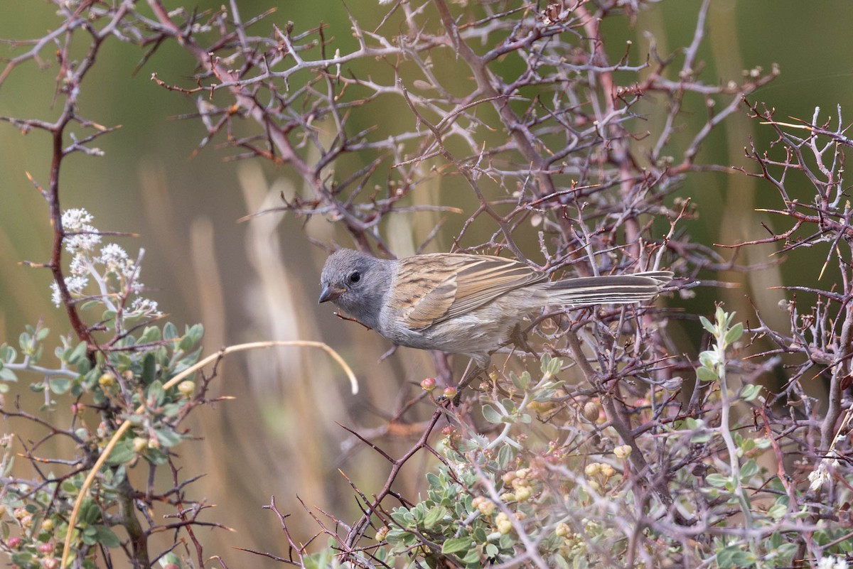 Black-chinned Sparrow - ML602263421