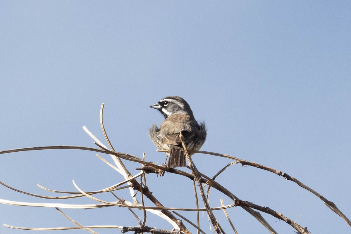 Black-throated Sparrow - ML602263551