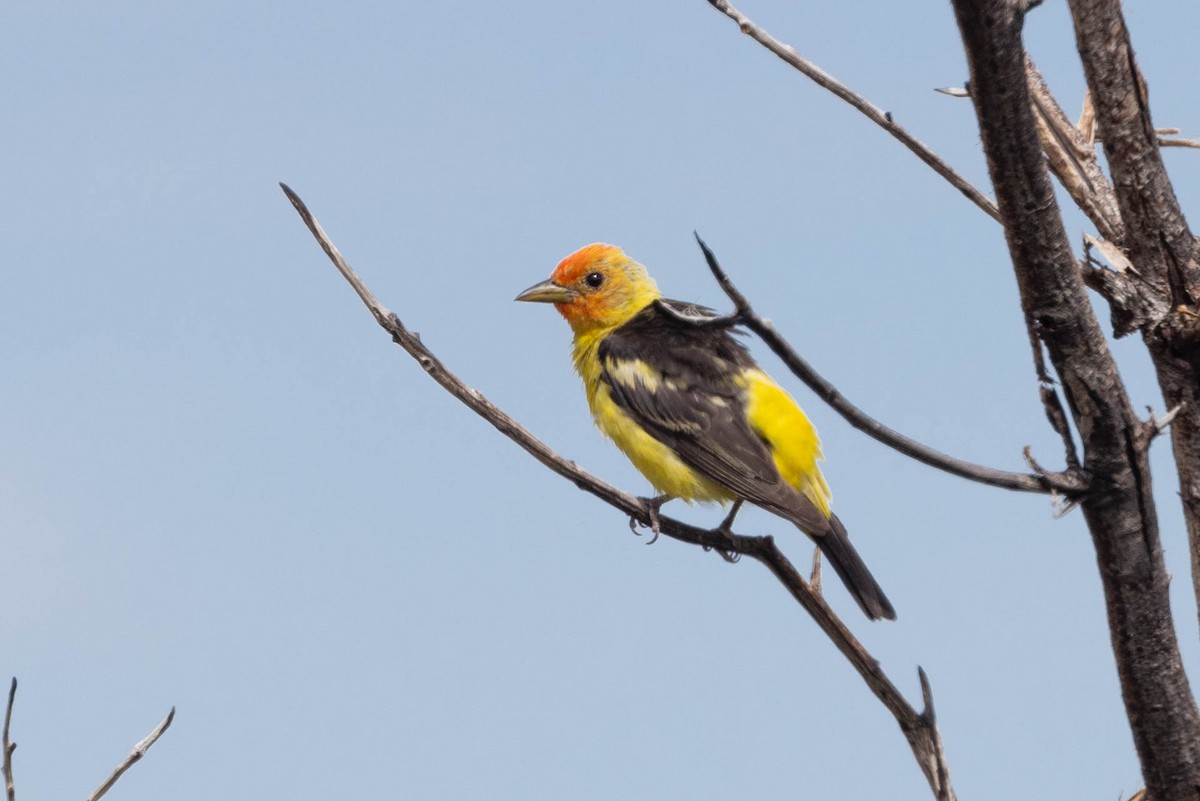 Western Tanager - ML602263841