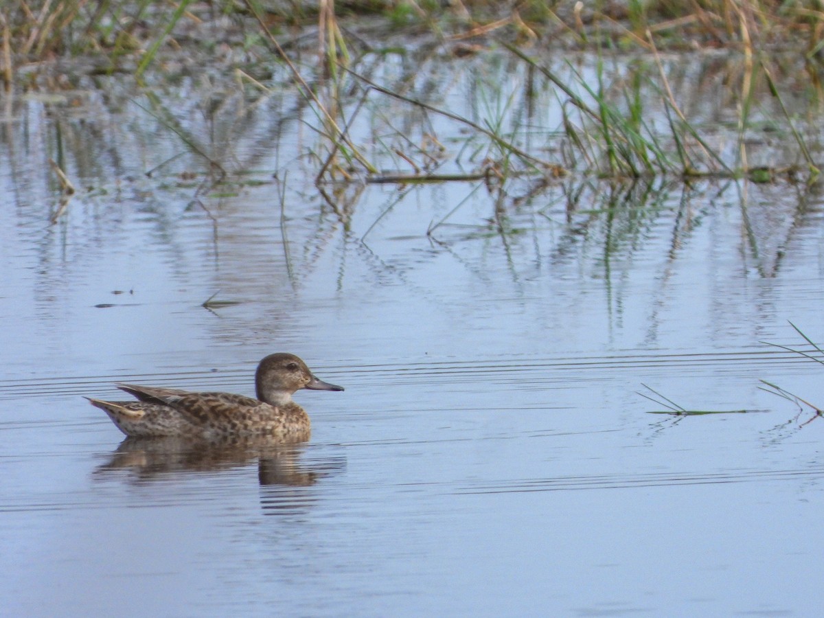 eBird Checklist - 10 Aug 2023 - Tuttle Marsh Wildlife Area - 62 species ...