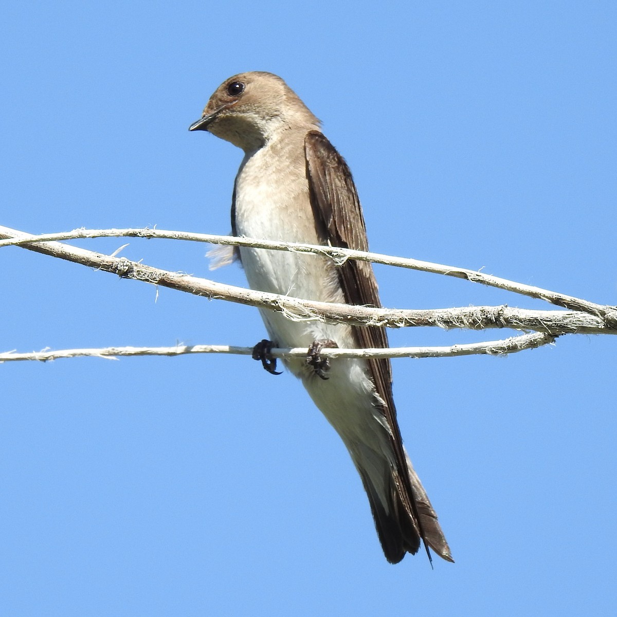 Northern Rough-winged Swallow - ML602280581