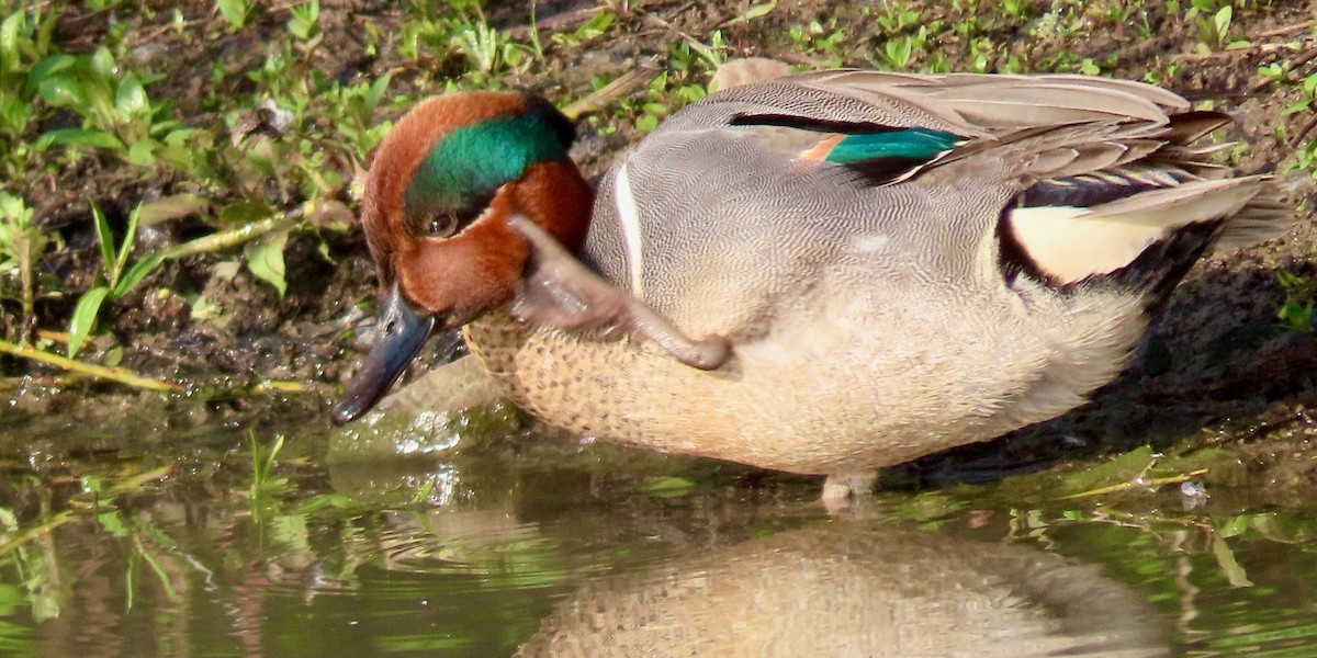 Green-winged Teal - ML602281691