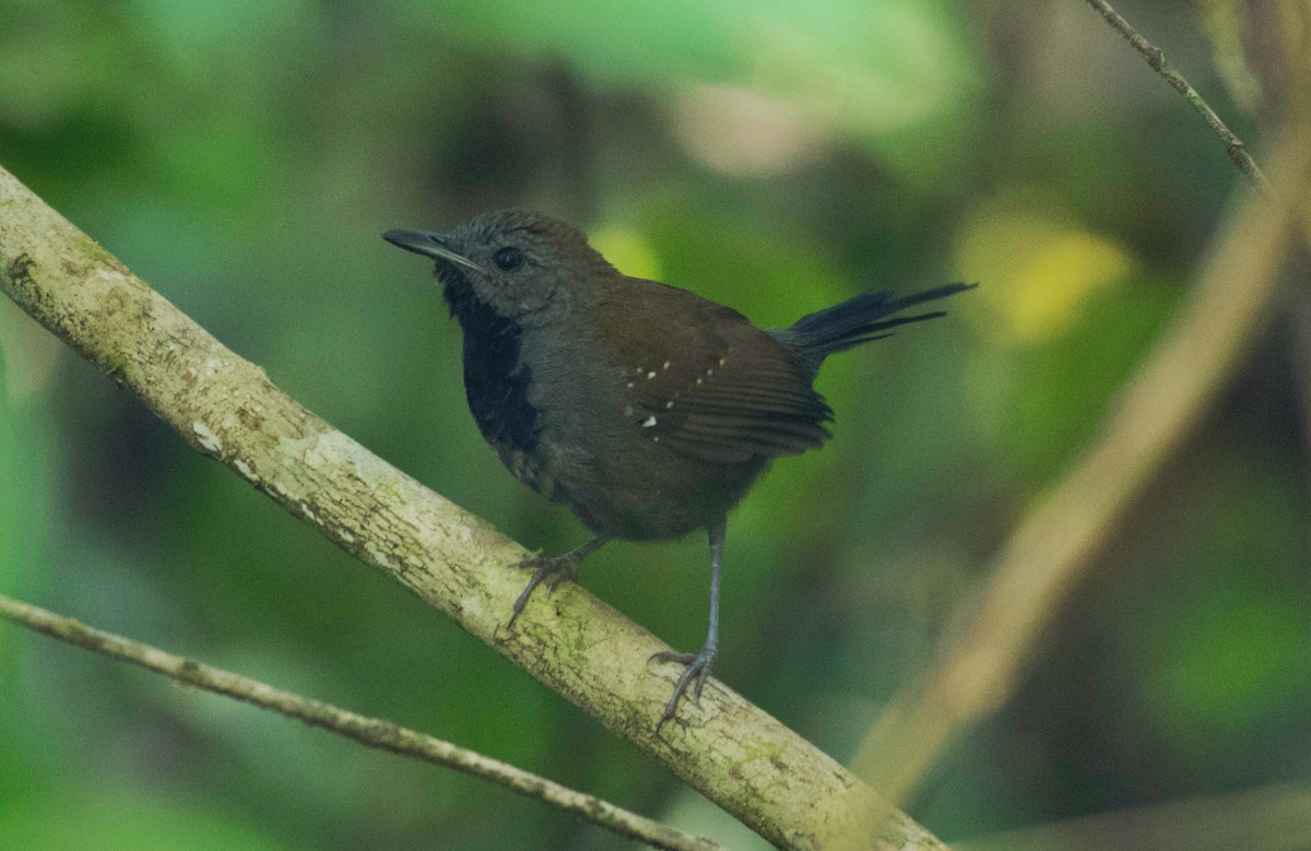 Black-throated Antbird - ML602284421
