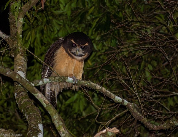 Tawny-browed Owl - ANGEL SIGUEN