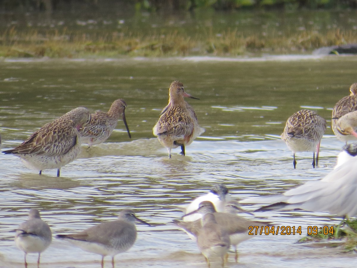 Asian Dowitcher - ML602288421