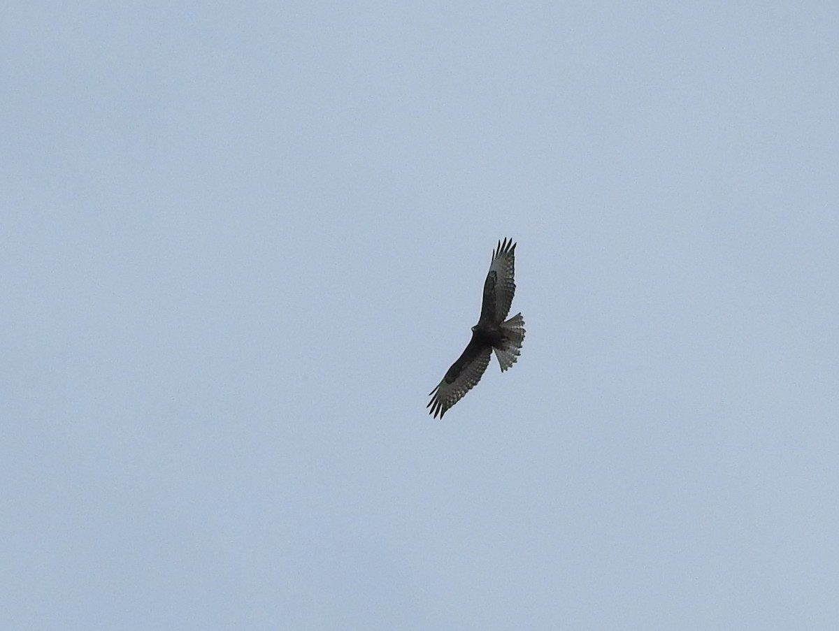 Red-tailed Hawk - Ariadna Tobon